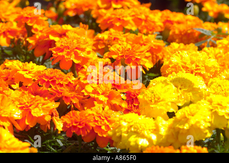 Afrikanische Ringelblumen Stockfoto