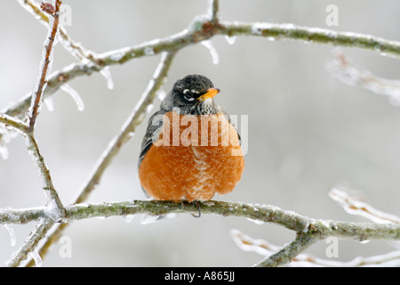Amerikanischer Robin thront auf Eis bedeckten Ast Stockfoto