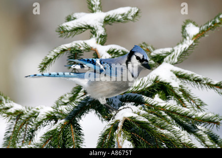 Blue Jay thront im Schnee bedeckt Fichte Stockfoto