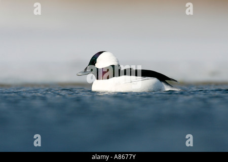 Bufflehead auf vereisten See Stockfoto