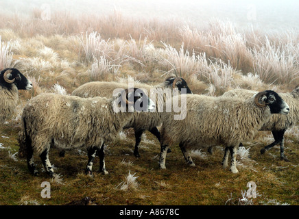 Swaledale Schafen auf Frost bedeckt Mauren Stockfoto