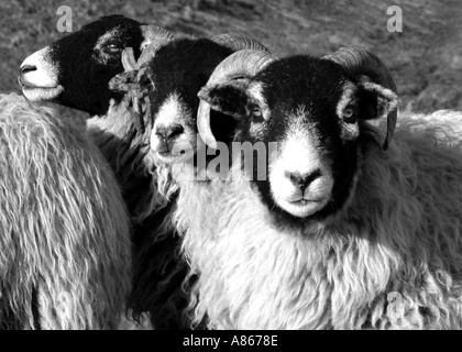 Eine Swaledale Schafherde auf der Yorkshire moors Stockfoto