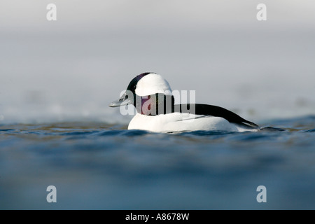 Bufflehead auf vereisten See Stockfoto