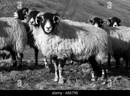 Schafherde Swaledale auf Moorland Weiden. Stehend, warten für den Landwirt, einige ergänzende Winterfutter zu bringen. Stockfoto