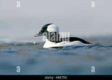 Bufflehead auf vereisten See Stockfoto
