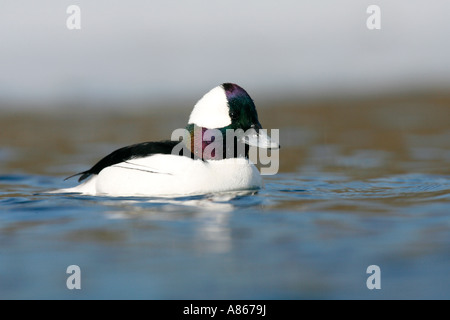Bufflehead auf vereisten See Stockfoto