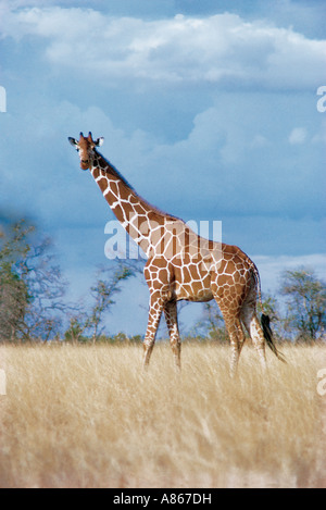 Netzartige Giraffe in offenes Grasland mit freiem Himmel Samburu National Reserve Kenya Stockfoto