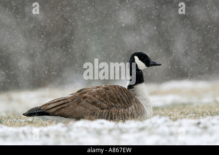 Kanada-Gans in fallenden Schnee Stockfoto