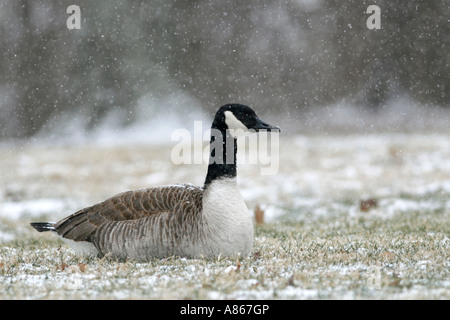 Kanada-Gans in fallenden Schnee Stockfoto