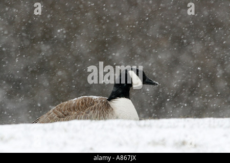 Kanada-Gans in fallenden Schnee Stockfoto