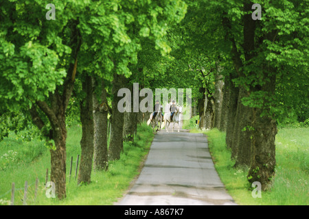 Reiten auf Bäumen gesäumten Landstrasse in Schweden Stockfoto