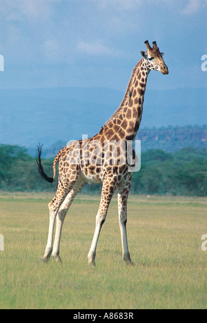 Männlichen Rothschild s Giraffe Giraffa Plancius Rothschildi Lake Nakuru Nationalpark Kenia Stockfoto