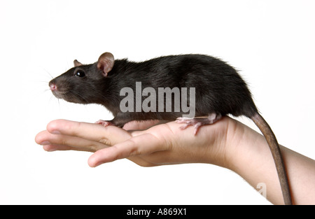 Rat Stockfoto