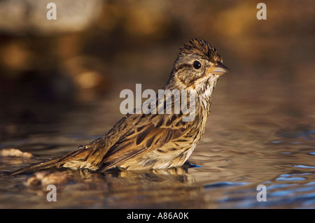 Lincolns Sparrow Melospiza Lincolnii Erwachsenen Baden Uvalde County Hill Country, Texas USA April 2006 Stockfoto