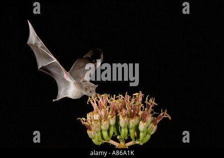 Mexikanische lang genutet Bat Choeronycteris Mexicana Erwachsenen im Flug in der Nacht Fütterung auf Agave Blüte Agave Spp Tucson Arizona Stockfoto