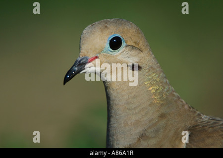 Mourning Dove Zenaida Macroura Erwachsenen Willacy County Rio Grande Valley Texas USA Juni 2006 Stockfoto