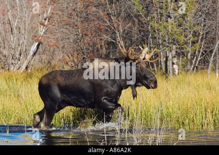Elch-Alces Alces junger Stier Wandern im Teich Grand Teton NP Wyoming September 2005 Stockfoto