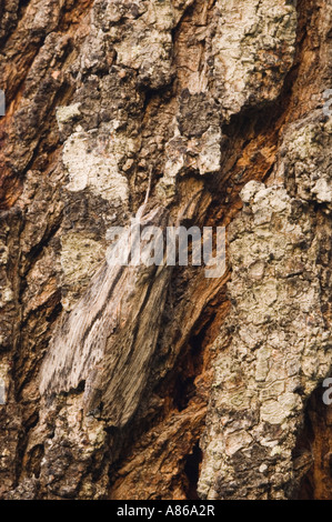 Catalpa Sphinx Ceratomia Catalpae Erwachsene am Tag Roost auf Mesquite Baumrinde getarnt Willacy County Rio Grande Valley, Texas Stockfoto