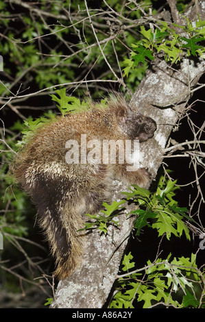 North American Porcupine Erethizon Dorsatum Erwachsenen Klettern Texas Eiche Quercus Buckleyi Uvalde County Hill Country Texas Stockfoto