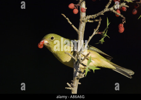 Painted Bunting Passerina Ciris weiblich Essen Agarita Berberis Trifoliolata Beere Uvalde County Hill Country Texas Stockfoto