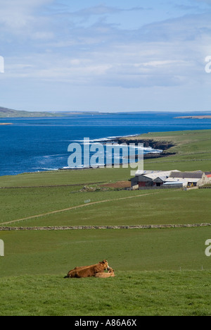 Dh Eynhallow Sound EVIE ORKNEY Rinder Farm Tiere Eynhallow Sounds Nordküste Feld schottischen Kuhfleisch Stockfoto