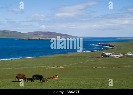 Dh Eynhallow Sound EVIE ORKNEY Rinder in Feld Küste britische Kühe Stockfoto