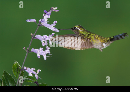 Lila-throated Kolibri Lampornis Berg-Juwel Calolaema männlich thront Zentraltal Costa Rica Mittelamerika Dezember Stockfoto
