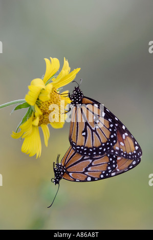 Queen Sie-Danaus Gilippus paar Paarung auf Golden Crownbeard Verbesina Encelioides Rio Grande Valley, Texas Stockfoto