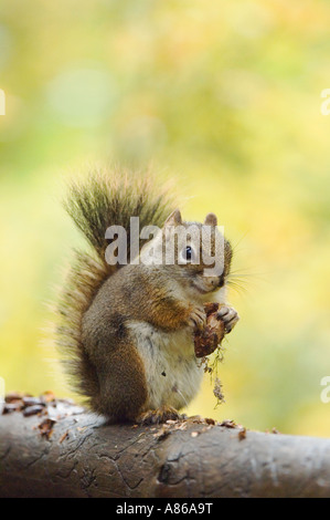 Red Squirrel Kiefer Eichhörnchen Tamiasciurus Hudsonicus Erwachsenen Essen Kiefer Kegel Jenny See Grand Teton NP Wyoming September 2005 Stockfoto