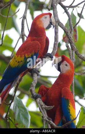 Scharlachrote Aras Ara Macao paar im Almond tree Tarcol Central Pacific Coast Costa Rica Mittelamerika Dezember 2006 Stockfoto