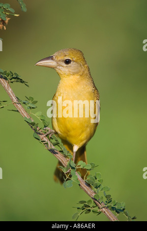 Sommer Tanager Piranga Rubra Weibchen auf Catclaw Acacia Greggii Willacy County Rio Grande Valley Texas USA Juni 2006 Stockfoto