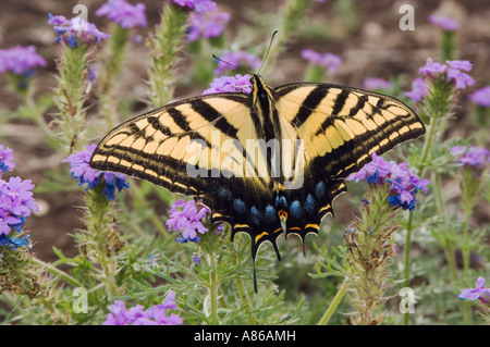 Zweiseitige Schwalbenschwanz Papilio Multicaudata Erwachsenen auf Prairie Eisenkraut Verbena Bipinnatifida Uvalde County Hill Country Texas Stockfoto