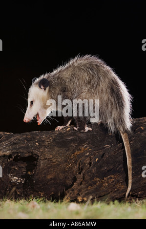 Virginia Opossum Didelphis Virginiana Erwachsener in der Nacht auf Log Uvalde County Hill Country, Texas USA April 2006 Stockfoto