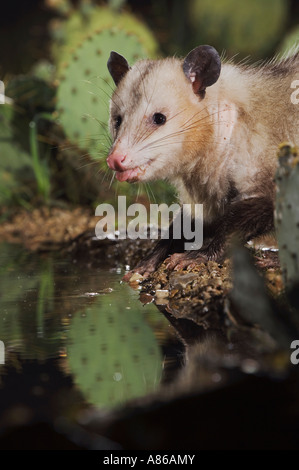 Virginia Opossum Didelphis Virginiana Erwachsenen nachts trinken Uvalde County Hill Country, Texas USA April 2006 Stockfoto