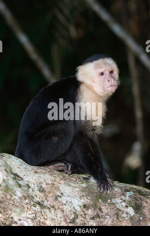 White-faced Kapuziner Cebus Capucinus Erwachsene auf Palm tree Manuel Antonio National Park zentrale Pazifikküste Costa Rica Stockfoto