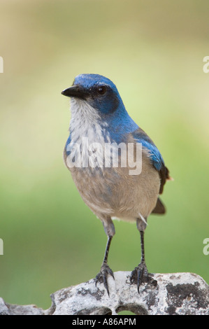 Western-Peeling-Jay Aphelocoma Californica Erwachsenen Uvalde County Texas Hill Country USA April 2006 Stockfoto