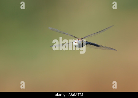 Südlichen Hawker Aeshna Cyanea im Flug Willington bedfordshire Stockfoto