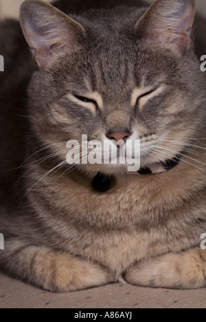 Eine Nahaufnahme einer grau Tabby Katze mit schwarzen und weißen belled Kragen, schlafen, Pfoten unter versteckt. Stockfoto
