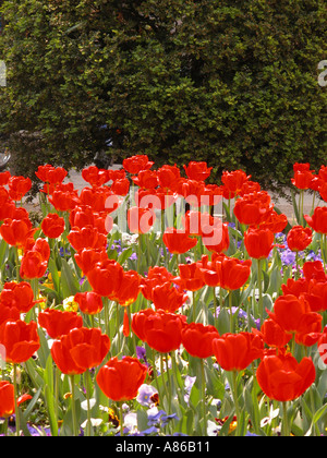 Rote Tulpen unter lila blau gelb braun weiss panzies Stockfoto