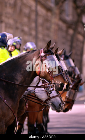 Polizei Pferde London England UK Metropolitan Police Pferde London England UK Stockfoto