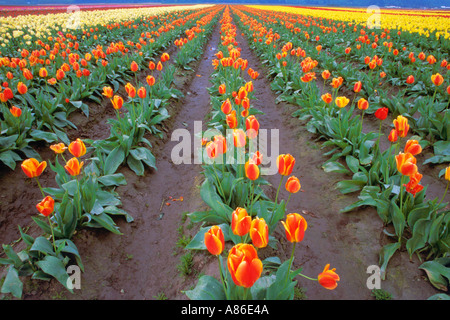 Skagit Valley Tulpenfeld während jährliche Tulpenfest LaConner Washington USA Stockfoto