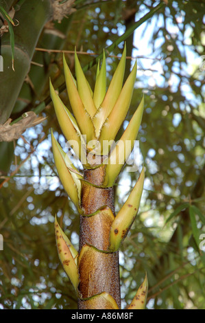 treelike cactus Shop For Opuntia Quimilo Treelike Cactus main image 1