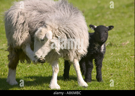 Herdwick Schaf und Lamm in kleine Langdale Stockfoto
