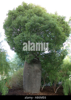 Australischer Flaschenbaum Brachychiton rupestre Stockfoto