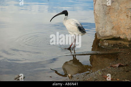 Ibis 3026 Stockfoto