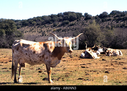 Landwirt Longhorn Texas Vieh Kuh Texas Bauernhof Kühe Stockfoto