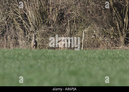 REHE IM KORNFELD AM RAND DES WALDES Stockfoto