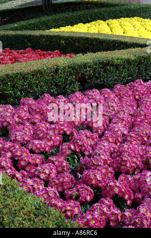 Massierten Chrysanthemen 3109 Stockfoto