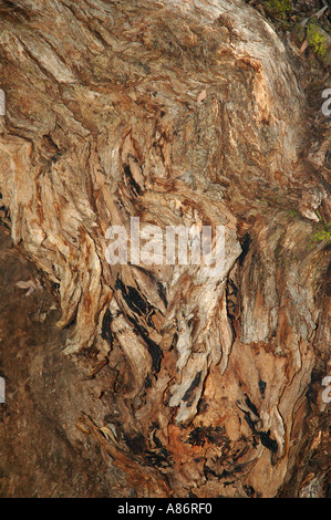 Sonnenuntergang Rinde Textur Gum Eukalyptus Eucalyptus 2938 Stockfoto