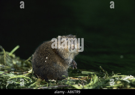 WATERVOLE MIT WASSERTROPFEN HANTS UK AUF REED SITZEN AM FLUSS RAFTING Stockfoto